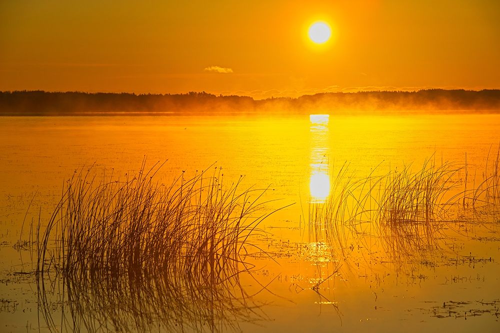 Canada-Saskatchewan-Saskatoon Island Provincial Park Reeds reflect on Saskatoon Lake at sunrise art print by Jaynes Gallery for $57.95 CAD